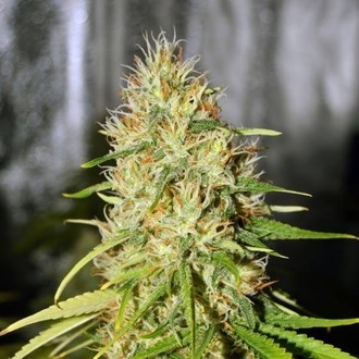 Double Black (G13 Labs) Feminiserede
