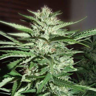 Pineapple Express (G13 Labs) feminiserede cannabisfr&oslash;