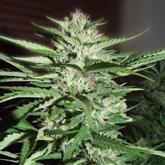 Pineapple Express (G13 Labs) Feminiserede