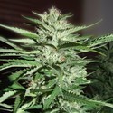 Pineapple Express (G13 Labs) Feminiserede