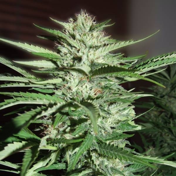Pineapple Express (G13 Labs) Feminiserede