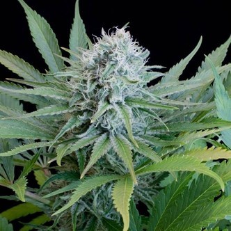 Peach Pur&eacute;e CBD (G13 Labs) feminiserede cannabisfr&oslash;