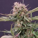 Auto Gigabud (G13 Labs) Feminiserede