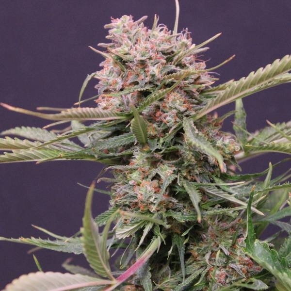 Auto Gigabud (G13 Labs) Feminiserede