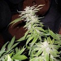 Fromage Blue (Pheno Finder) Feminiserede