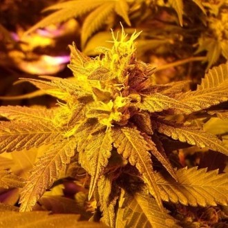 Fromage Blue (Pheno Finder) Feminiserede