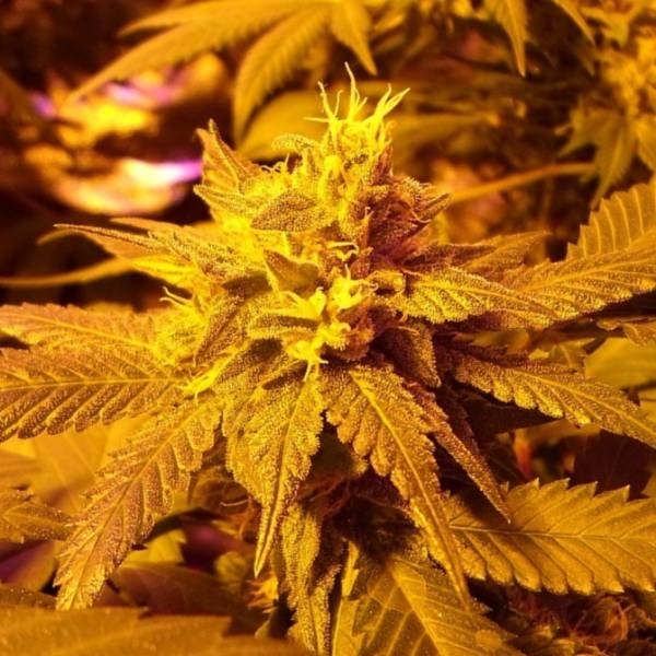 Fromage Blue (Pheno Finder) Feminiserede