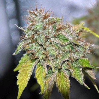 Grandaddy Confidential (Pheno Finder) Feminisede