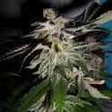 LA Fire (Pheno Finder) Feminiserede
