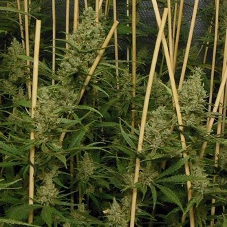 Lemon Bubble (Pheno Finder) Feminiserede