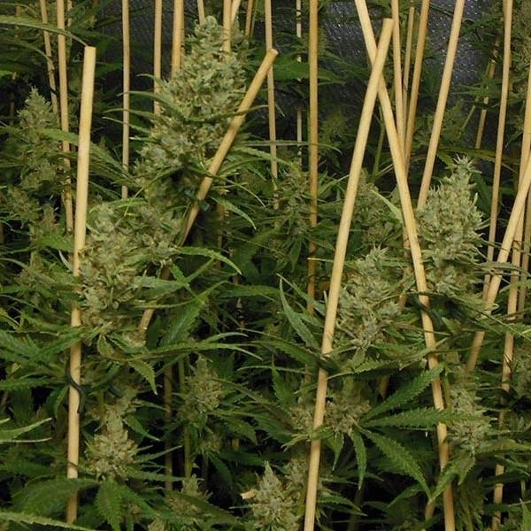Lemon Bubble (Pheno Finder) Feminiserede