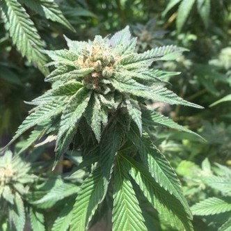 Sour Walker (Pheno Finder) feminiserede cannabisfr&oslash;