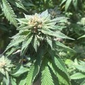 Sour Walker (Pheno Finder) Feminiserede