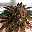 Purple Strawberry Bliss S1 (Pheno Finder) Feminiserede