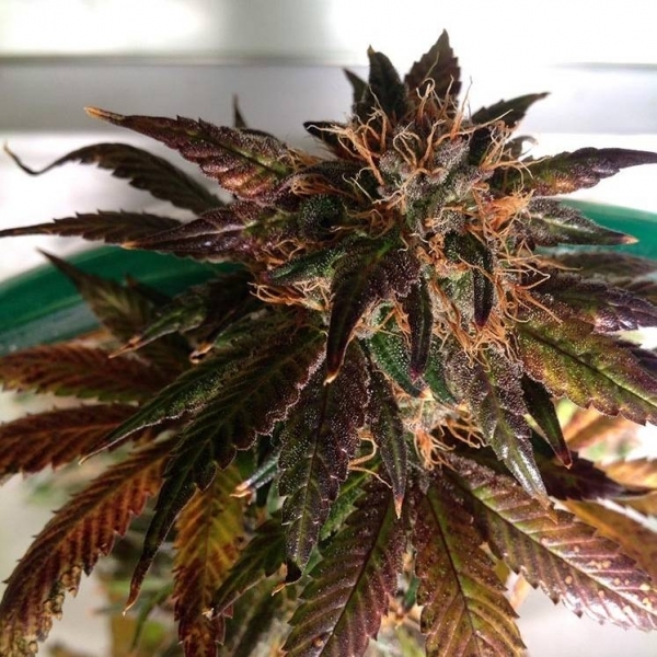 Purple Strawberry Bliss S1 (Pheno Finder) Feminiserede