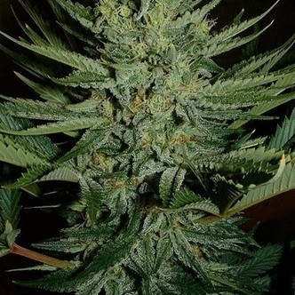 Medicine Man (Mr. Nice) regul&aelig;r
