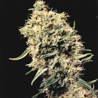 Medicine Man (Mr. Nice) regulær