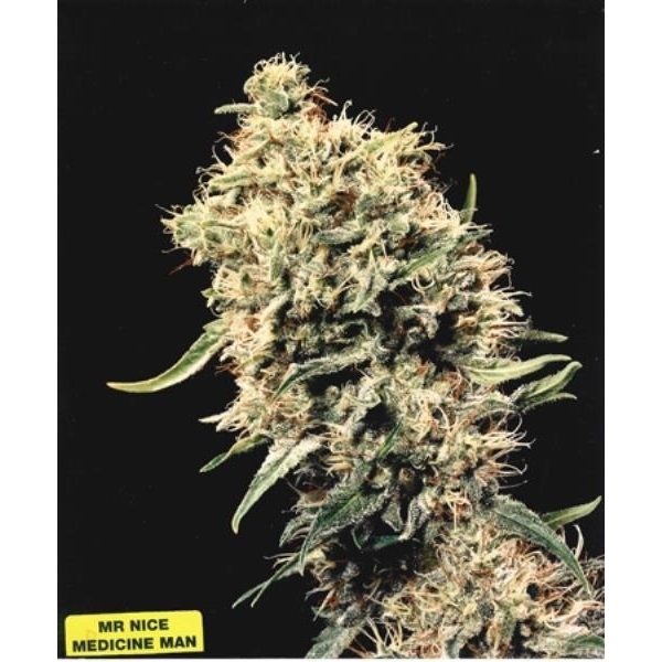 Medicine Man (Mr. Nice) regulær