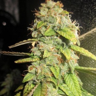 Notorious OG (Pheno Finder) feminiserede cannabisfr&oslash;