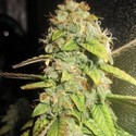 Notorious OG (Pheno Finder) Feminiserede