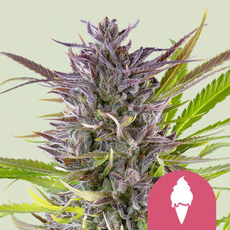Green Gelato (Royal Queen Seeds) Feminiserede