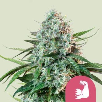 HulkBerry (Royal Queen Seeds) Feminiserede