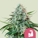 HulkBerry (Royal Queen Seeds) Feminiserede