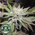 Original Glue | GG4S1 (GGStrains) Feminiserede