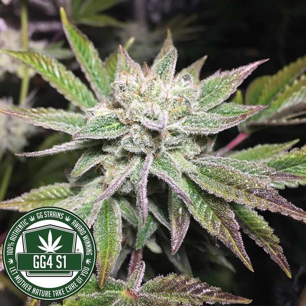 Original Glue | GG4S1 (GGStrains) Feminiserede