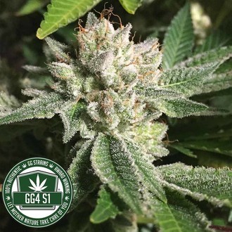 Original Glue | GG4S1 (GGStrains) Feminiserede