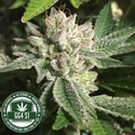 Original Glue | GG4S1 (GGStrains) Feminiserede