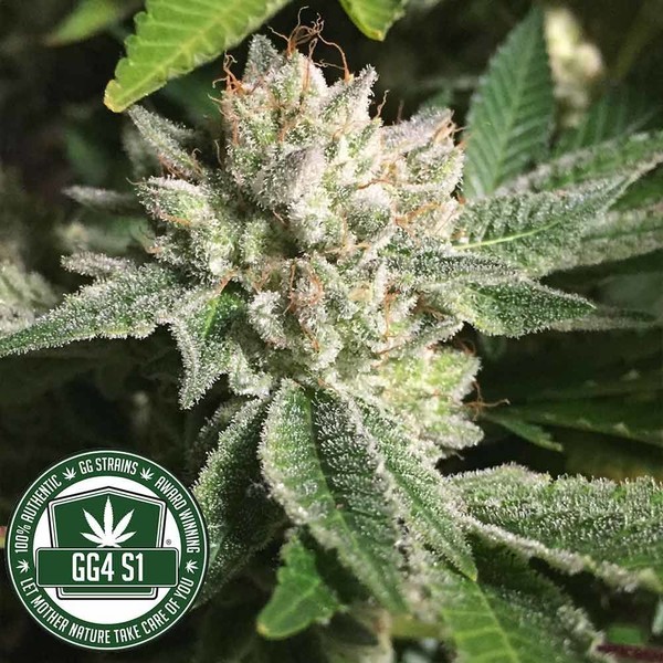 Original Glue | GG4S1 (GGStrains) Feminiserede