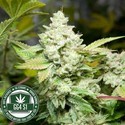 Original Glue | GG4S1 (GGStrains) Feminiserede
