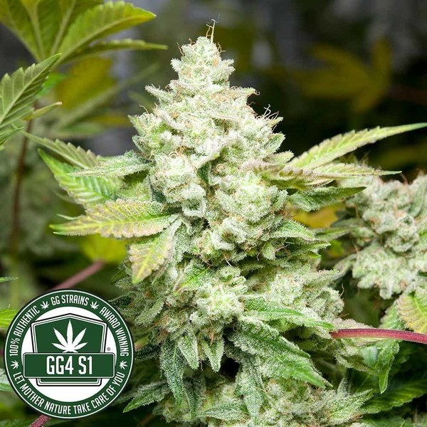 Original Glue | GG4S1 (GGStrains) Feminiserede