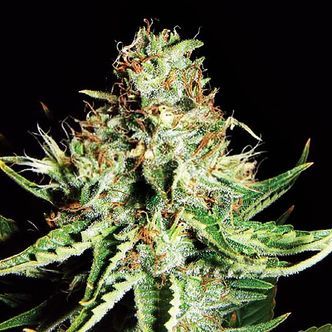 Sweet Cream Auto (Expert Seeds) Feminiserede