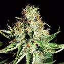 Sweet Cream Auto (Expert Seeds) Feminiserede