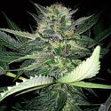 Critical Lights (Expert Seeds) Feminiserede