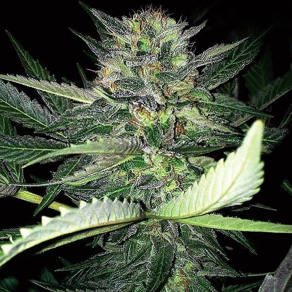 Critical Lights (Expert Seeds) Feminiserede