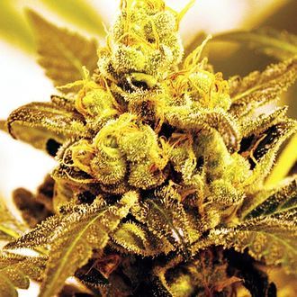 Fruit Salad (Expert Seeds) Feminiserede