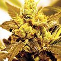 Fruit Salad (Expert Seeds) Feminiserede