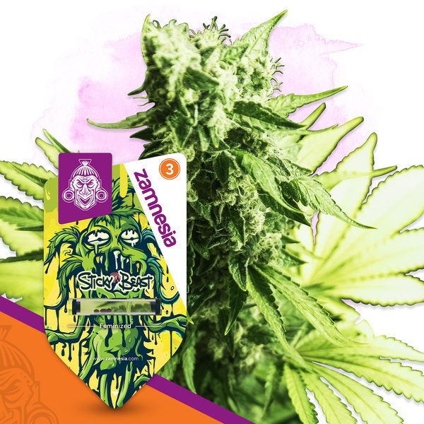 Sticky Beast (Zamnesia Seeds) Feminiserede