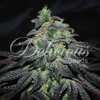 Golosa (Delicious Seeds) feminiserede cannabisfr&oslash;