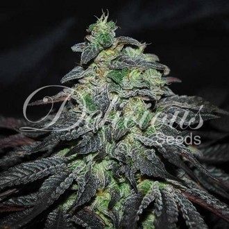 Golosa (Delicious Seeds) Feminiserede