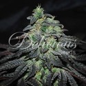 Golosa (Delicious Seeds) Feminiserede