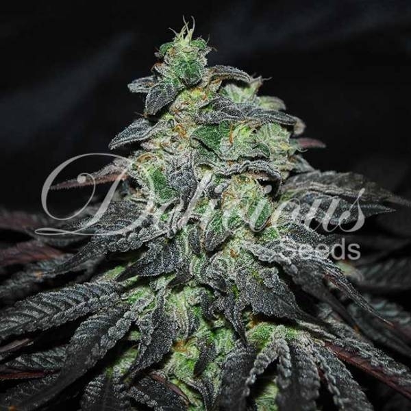 Golosa (Delicious Seeds) Feminiserede