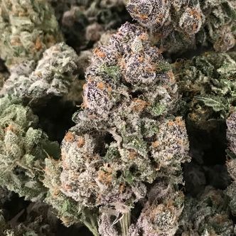 Dark GhostTrain (Rare Dankness) feminiserede cannabisfr&oslash;