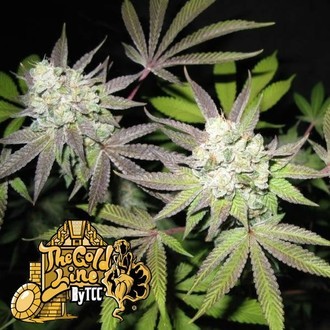 Tiramisu (Cali Connection) Feminiserede