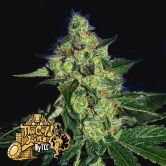 Sugar Mill (Cali Connection) feminiserede cannabisfr&oslash;