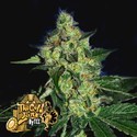 Sugar Mill (Cali Connection) Feminiserede