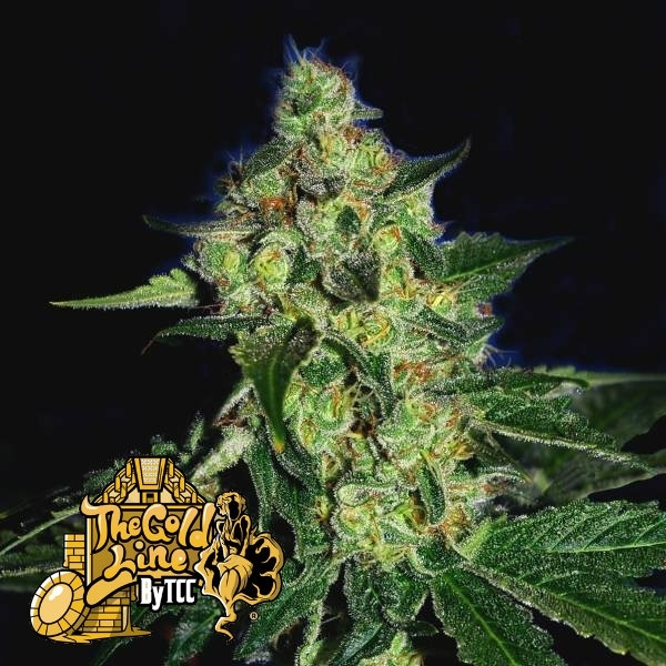 Sugar Mill (Cali Connection) Feminiserede
